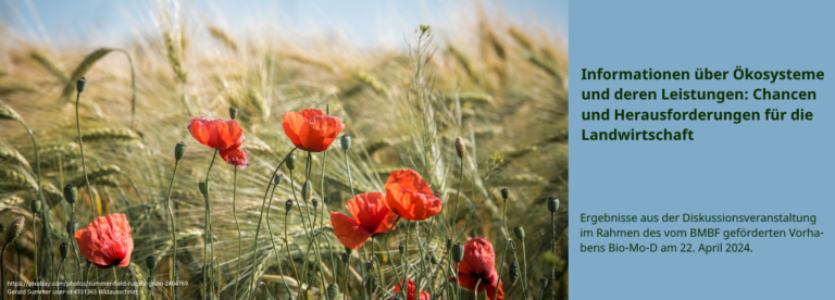 banner mohnblumen